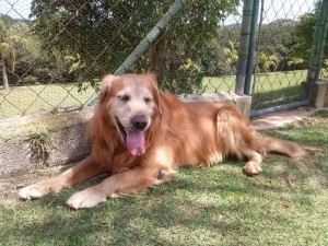 Golden retriever na sombra no lar temporário para cães