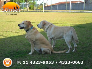 asilo para cachorros com telefone 11 43239053